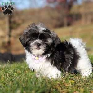 Princess, Shih Tzu Puppy