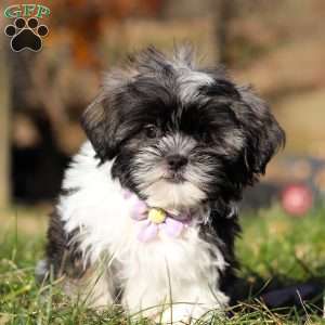 Princess, Shih Tzu Puppy