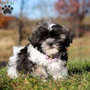 Princess, Shih Tzu Puppy