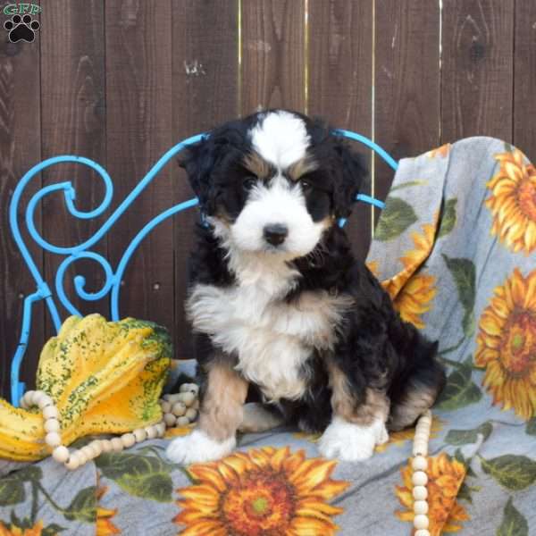 Pumpkin, Mini Bernedoodle Puppy