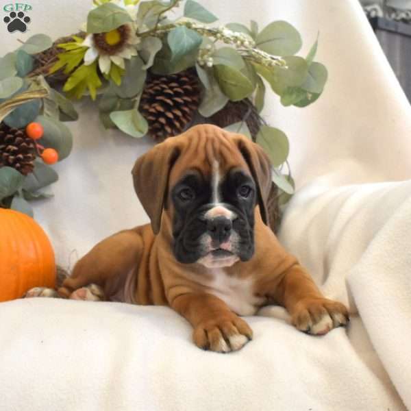 Pumpkin, Boxer Puppy