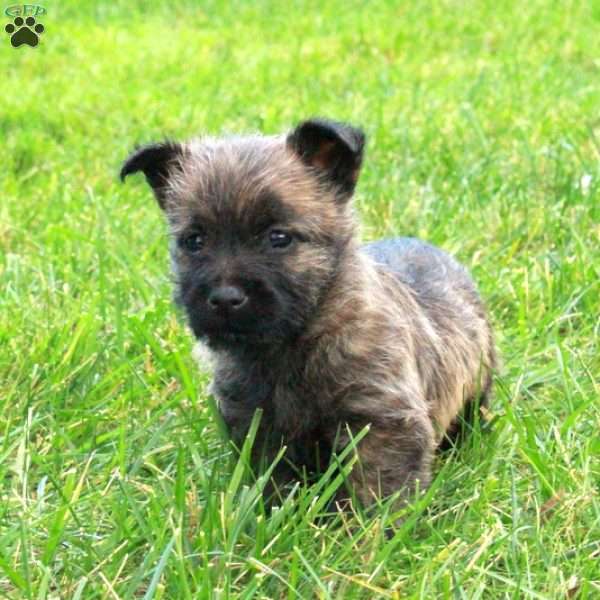 Pumpkin, Cairn Terrier Puppy