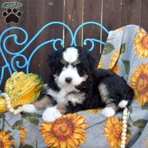 Pumpkin, Mini Bernedoodle Puppy