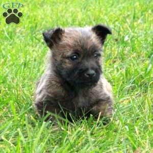 Pumpkin, Cairn Terrier Puppy