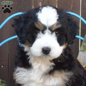 Pumpkin, Mini Bernedoodle Puppy