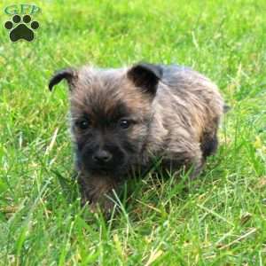 Pumpkin, Cairn Terrier Puppy