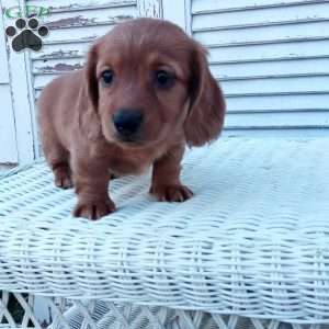 Rachel, Dachshund Puppy