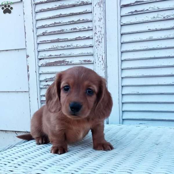 Rachel, Dachshund Puppy