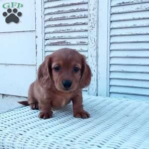 Rachel, Dachshund Puppy