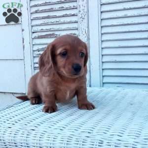 Rachel, Dachshund Puppy