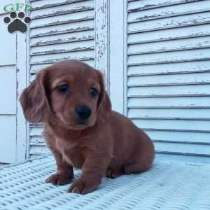 Rachel, Dachshund Puppy