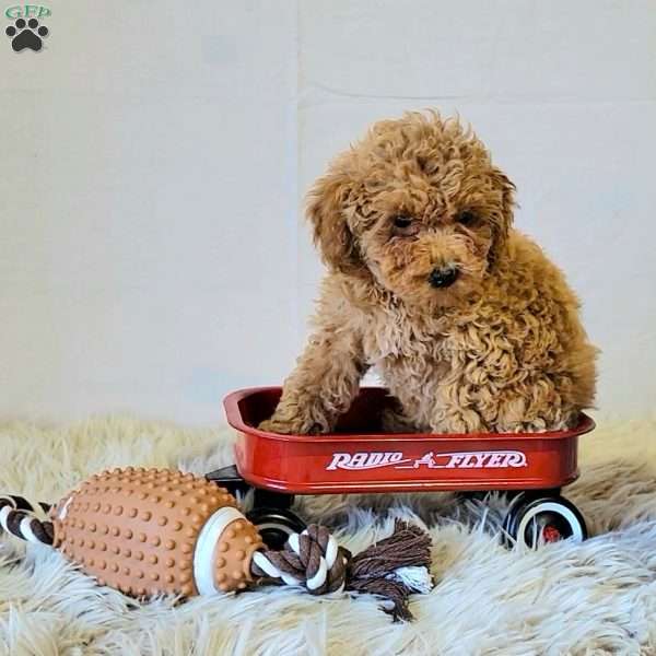 Chum, Miniature Poodle Puppy