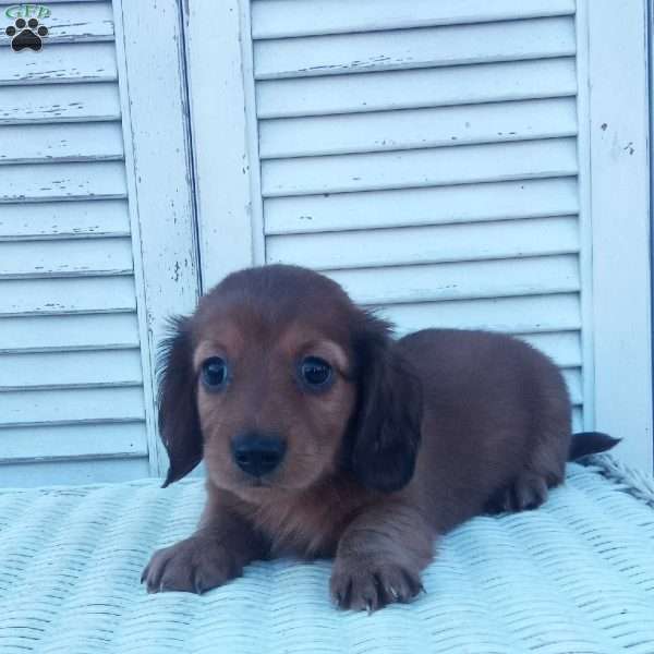 Robbie, Dachshund Puppy