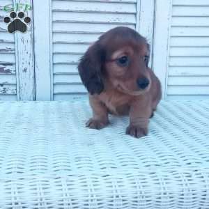 Robbie, Dachshund Puppy