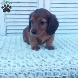 Robbie, Dachshund Puppy