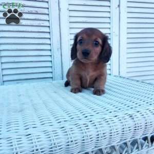 Robbie, Dachshund Puppy