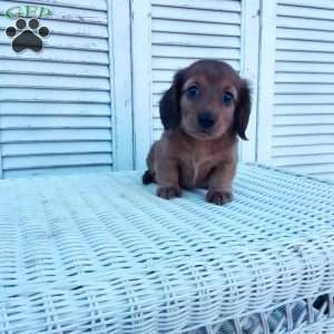 Robbie, Dachshund Puppy