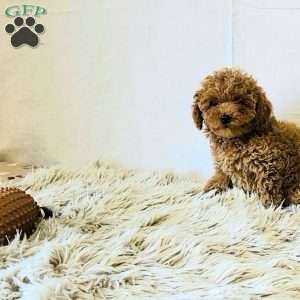 Charm, Miniature Poodle Puppy