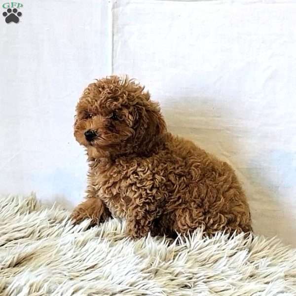 Charm, Miniature Poodle Puppy