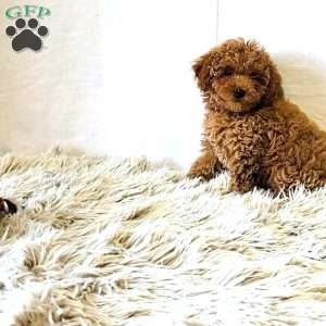 Charm, Miniature Poodle Puppy