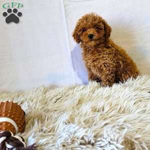 Charm, Miniature Poodle Puppy