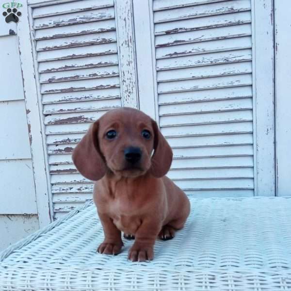 Renie, Dachshund Puppy