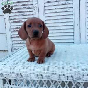 Renie, Dachshund Puppy