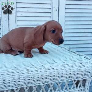 Renie, Dachshund Puppy