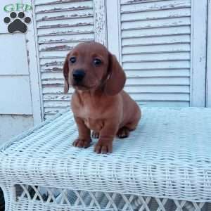 Renie, Dachshund Puppy