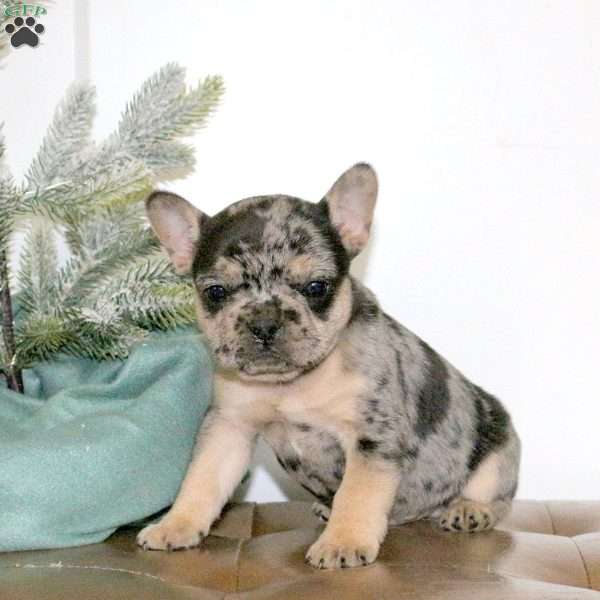 Quaid, French Bulldog Puppy