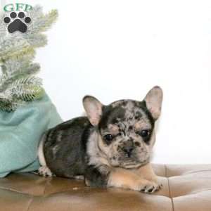 Quaid, French Bulldog Puppy