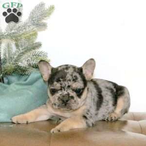 Quaid, French Bulldog Puppy