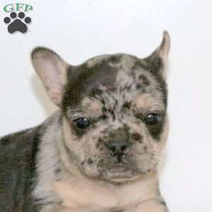 Quaid, French Bulldog Puppy