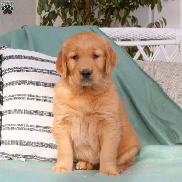 Queen, Golden Retriever Puppy