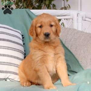 Queen, Golden Retriever Puppy