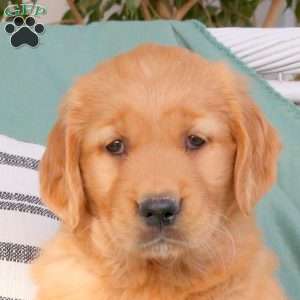 Queen, Golden Retriever Puppy