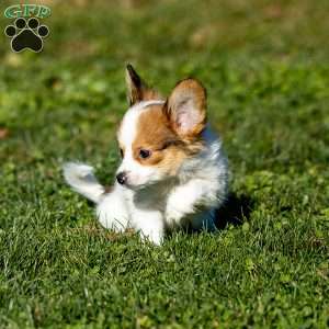 Quincy, Papillon Puppy