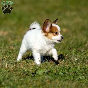 Quincy, Papillon Puppy