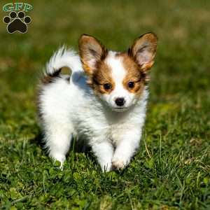 Quincy, Papillon Puppy