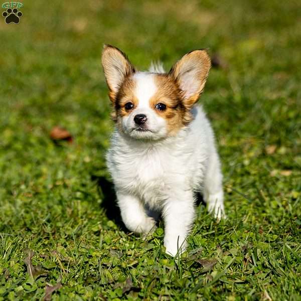 Quincy, Papillon Puppy