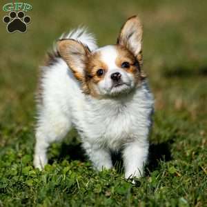 Quincy, Papillon Puppy