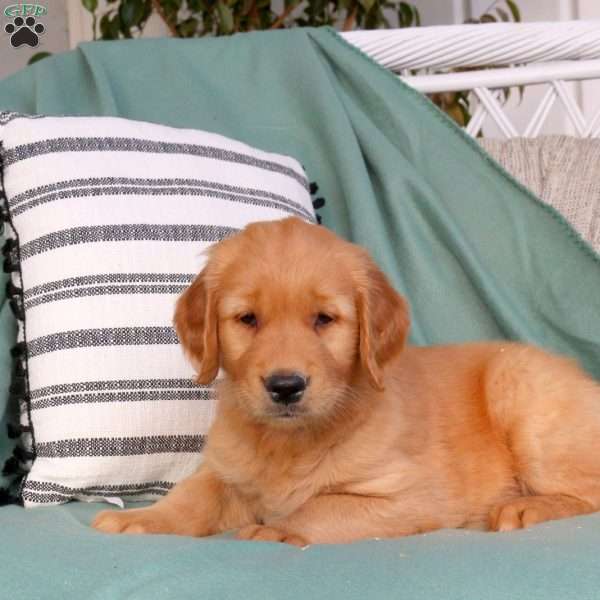 Quincy, Golden Retriever Puppy