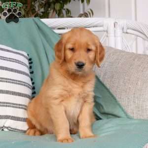 Quincy, Golden Retriever Puppy