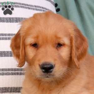 Quincy, Golden Retriever Puppy