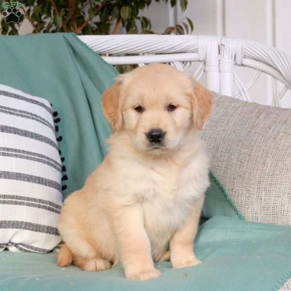 Quinn, Golden Retriever Puppy