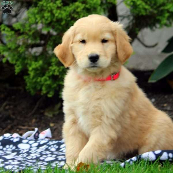 Quinn, Golden Retriever Puppy