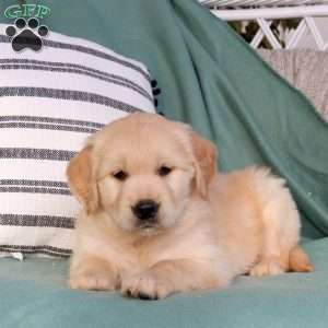 Quinn, Golden Retriever Puppy