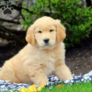 Quinn, Golden Retriever Puppy