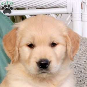 Quinn, Golden Retriever Puppy