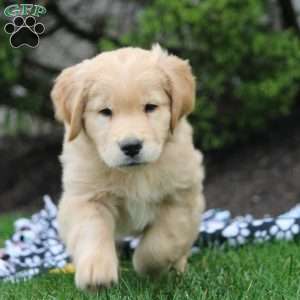 Quinn, Golden Retriever Puppy